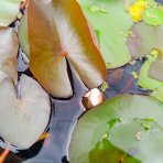 Lekno (Nymphaea) ´FABIOLA´ - ⌀ 5-10 cm, kont. P11